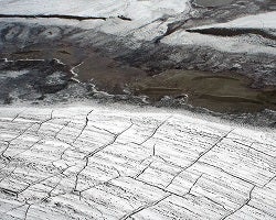 Plantas De La Tundra Ask A Biologist